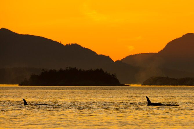 Victoria Sunset Whale-Watching Cruise - Final Thoughts: Who’s It Best For?