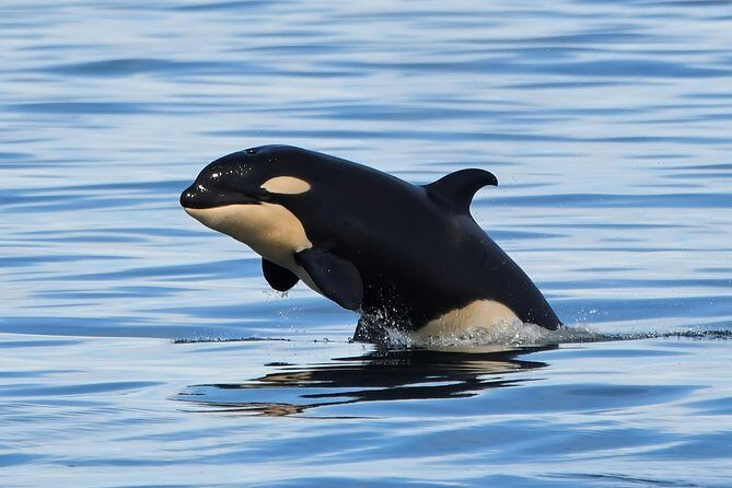 Victoria Whale and Wildlife Cruise - Analyzing Value: Is It Worth the Price?