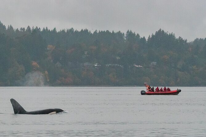 Victoria: Winter Whale Watching & Marine Wildlife Tour - Practical Tips for Booking and Enjoying the Tour