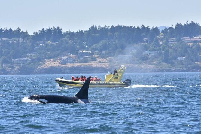 Victoria Zodiac Whale Watching Adventure - The Sum Up: Is It Worth It?