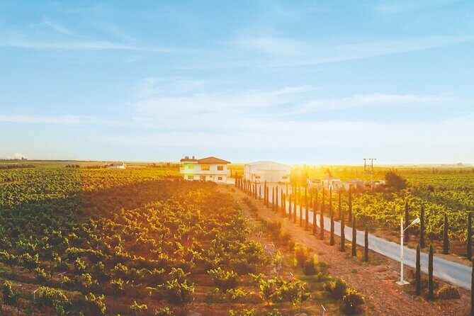 Vineyard Tour in Al Mafraq Governorate - What Reviewers Love About This Tour