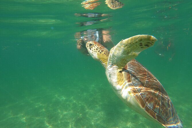 VIP Cenotes & Turtles Private Tour - Whats Included and Whats Not?