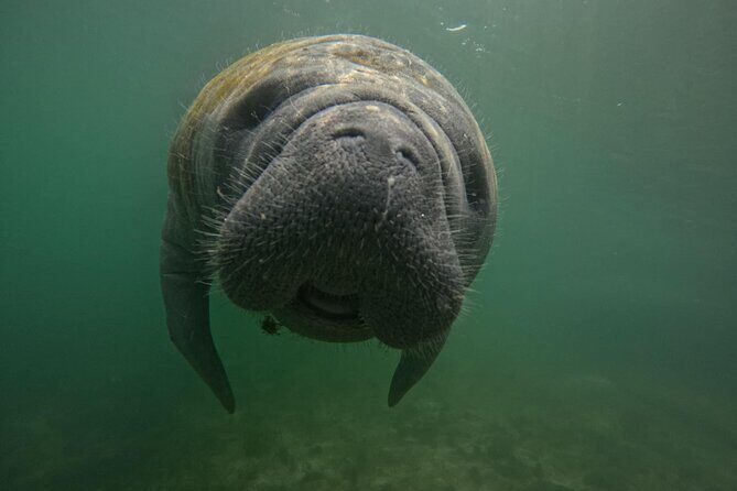 VIP Guided Swim with Manatee Tour Crystal River FL Free Photos - Who Will Love This Experience?