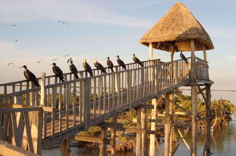 VIP Holbox Island Sunrise - 2 Points + Fruit + Coffee - What Makes This Tour Stand Out?