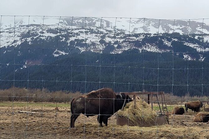 VIP Tour from Anchorage to Alaska Wildlife Conservation Center - Final Thoughts