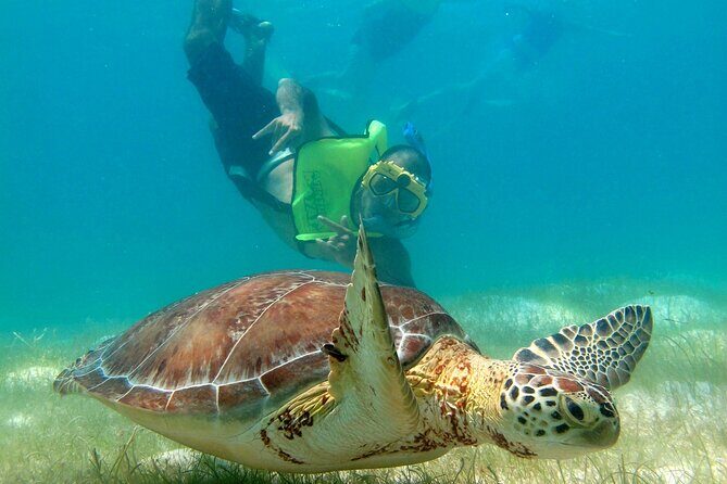 VIP Tulum & Turtles Private Tour - Detailed Breakdown of the Itinerary