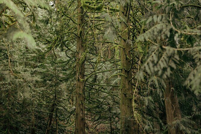 Visit Snoqualmie waterfall and an old Forest (Transport Included) - Deep Dive into the Stops