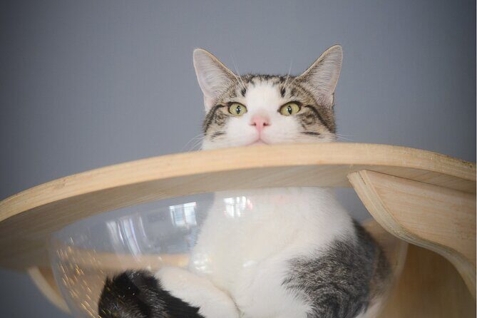 Visit the Rescued Cats of Cat Therapy - The Value of the Experience