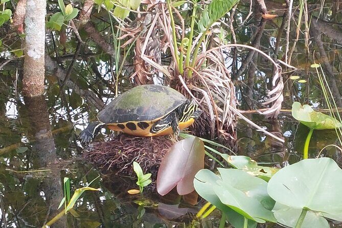 Visit to the Everglades in French - The Transportation Experience