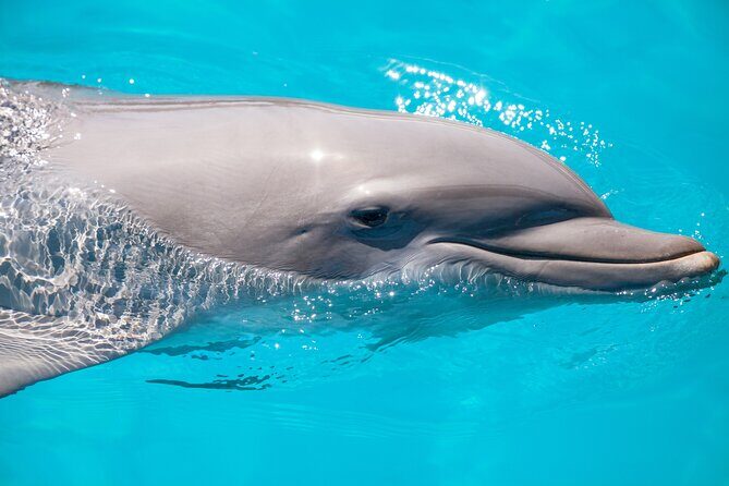 Vitamin Sea Dolphin Safari: Private Key West Charter - Who Is This Tour Best For?