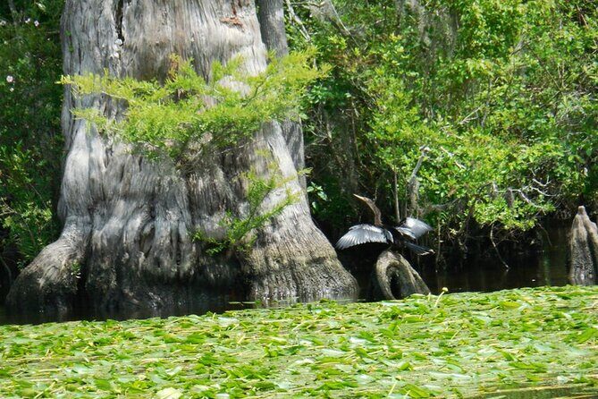 Waccamaw River Nature and Wildlife Tour - Practical Considerations