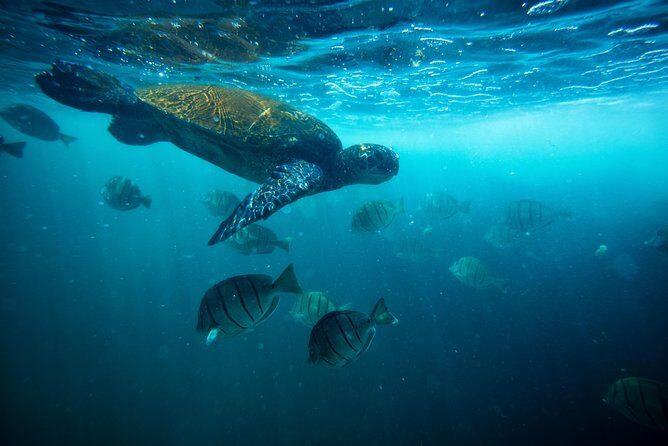 Waikiki Catamaran Adventure: Snorkel with Sea Turtles - Cost and Value