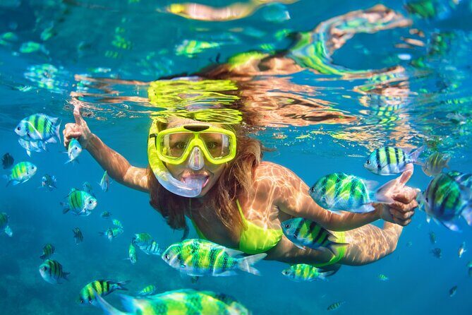 Waikiki Green Sea Turtle Snorkeling Tour - Boat Excursion - Analyzing the Value and Considerations