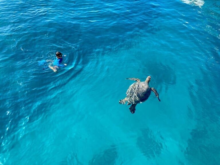 Waikiki: Sea Turtle Snorkeling, Small Group Boat Tour - The Turtle Canyon Snorkeling