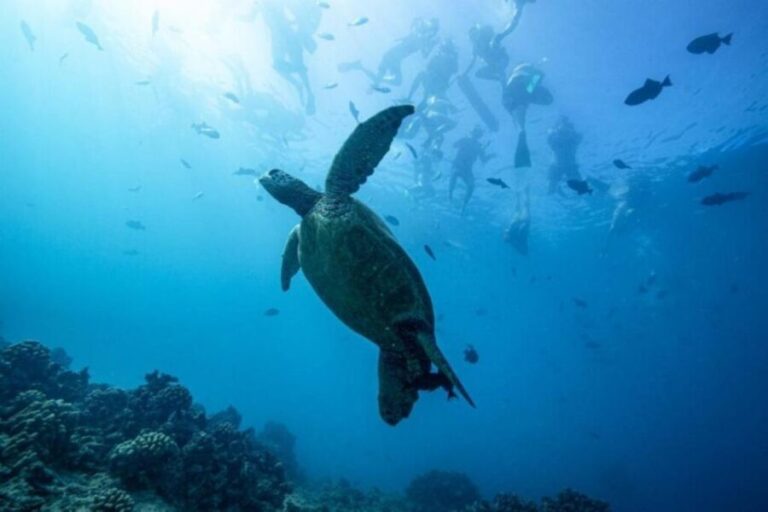 Waikiki: Snorkel Tour with Hawaiian Green Sea Turtles - The Itinerary in Detail