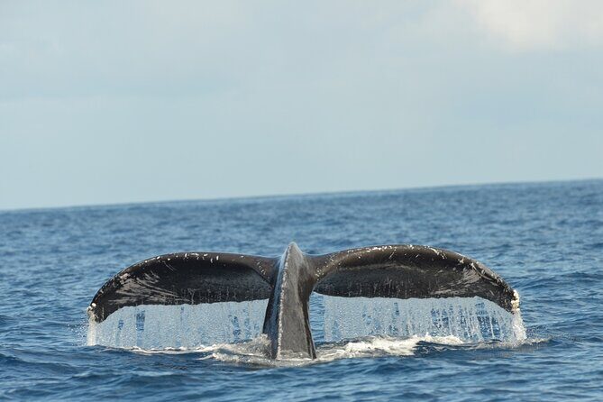 Waikiki Sunset Cruise Catamaran Boat Tour on Oahu - Analyzing the Value