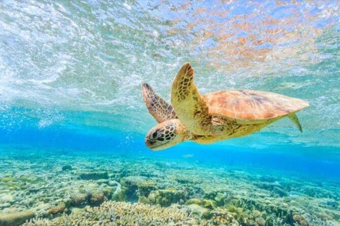 Waikiki Turtle Canyon Snorkeling and Swim Tour - Who Will Love This Tour?