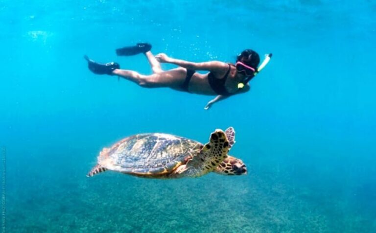 Waikiki: Turtle Snorkeling Cruise with 20ft Jumping Platform - The Jumping Platform and Scenic Views
