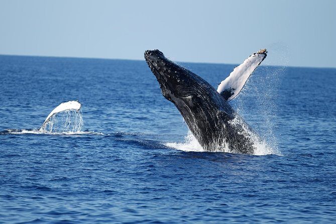 Waikiki Whale Watching Cruise with Snack & Hula Entertainment - A Detailed Look at the Tour