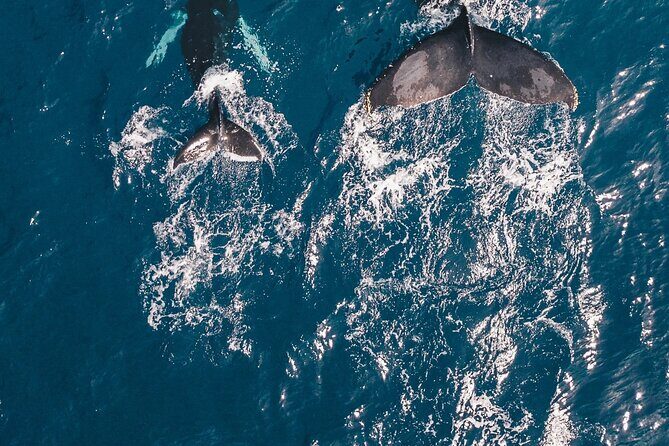 Waikiki Whale Watching Cruise - Who Will Enjoy This Tour?