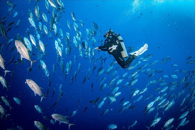 Waikikis Best Wreck And Reef Dive - Why Choose This Tour?
