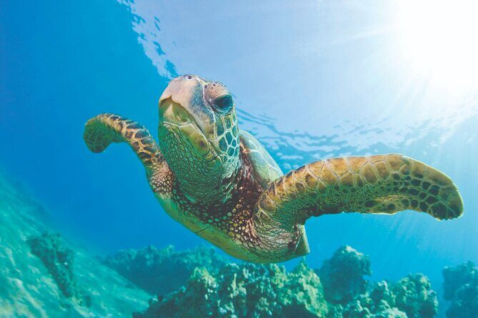 Waikoloa Turtle Catamaran Snorkel Sail - The Authentic Value of This Experience
