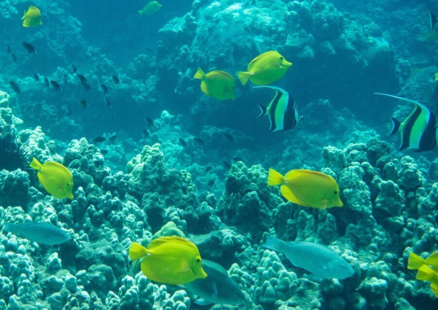 Wailea Beach: Snorkeling for Non-Swimmers Guided Tour - What’s Included and What’s Not