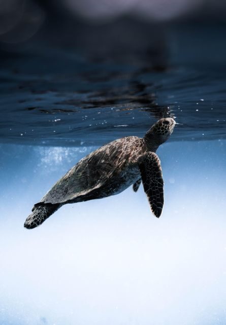 Wailea: Turtle Town Snorkeling Trip with Photo and Video - Who Would Enjoy This Tour?