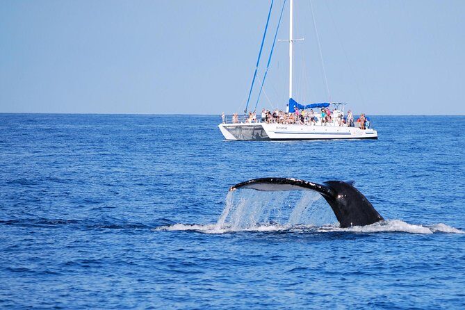 Wake Up With the Whales Cruise from Anaeho'omalu Bay - What to Expect When You Go