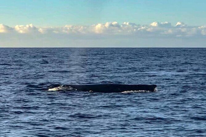 Wake up with the Whales Cruise from Kawaihae Harbor - Practical Tips for Your Whale Watching Journey