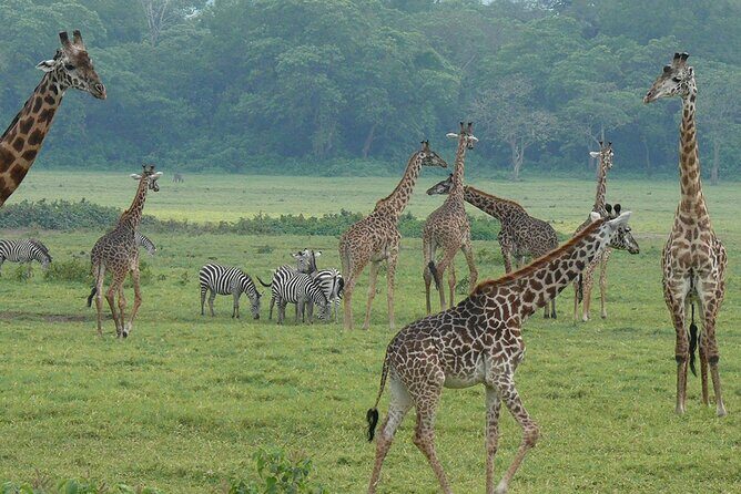 Walking safari & game drive Day trip in Arusha National park - FAQs
