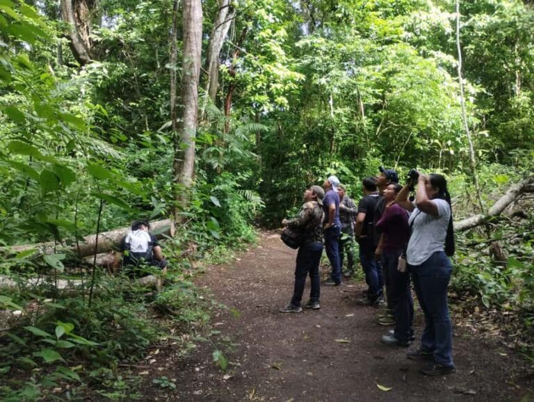 Walking tour in the archaeological site and jungle of Palenque - What You’ll Experience on the Tour