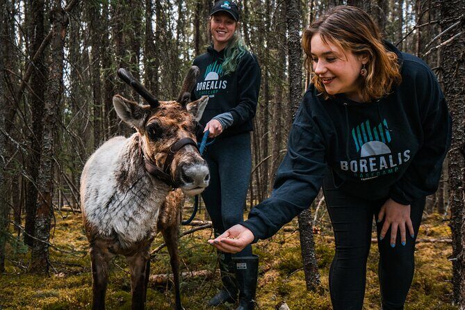 Walking with Reindeer Experience - The Itinerary in Detail