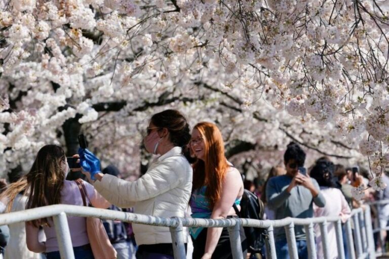 Washington DC: Cherry Blossom Walking Tour - The Value of This Tour