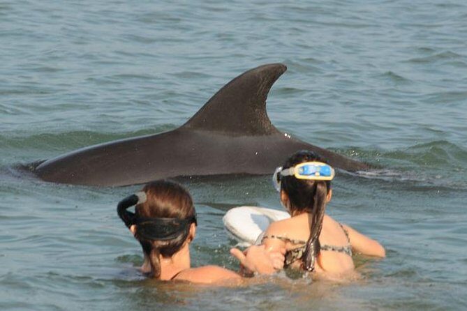 Watch and Swim with Dolphins in the Wild - Final Thoughts: Is This Tour Worth It?