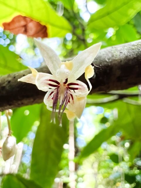 Waterfall, Chocolate Tour, Rainforest, Royal Historical - Key Points