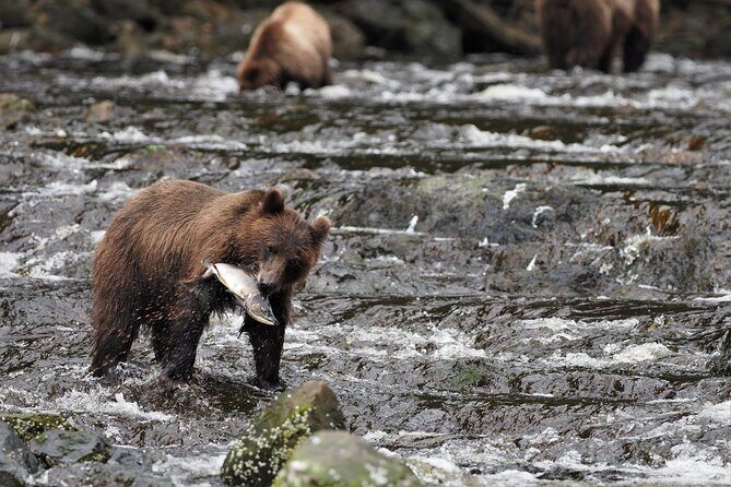 Waterfall Creek Brown Bear Viewing Juneau - A Deep Dive into the Experience
