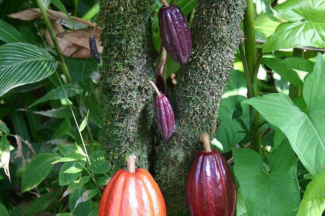 Waterfall, Rainforest, Chocolate Tour & Historical Sites - FAQ