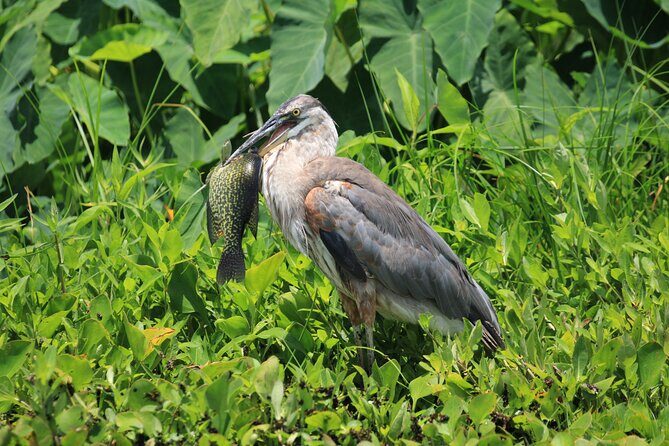 Wekiva Wildlife Kayaking Adventure Tour - An Authentic Florida Wilderness Experience