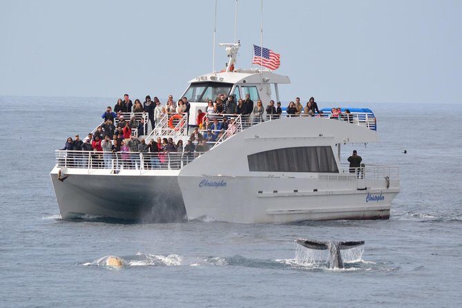 West Harbor LA Whale and Dolphin Watching Cruise - What to Expect During the Itinerary