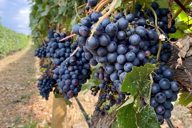 West Kelowna Half-Day Guided Wine Tour With 4 Wineries - What the Tour Includes and What It Means for You
