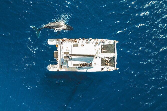West Maui Snorkel & Sail from Ma'alaea Harbor - Why Travelers Love It: Insights from Reviews