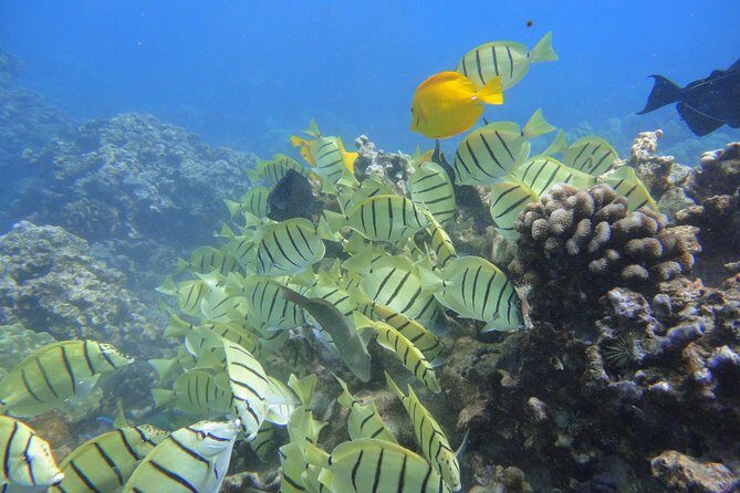 West Maui Snorkeling Experience by Boat from Ka'anapali - Itinerary Breakdown: What To Expect