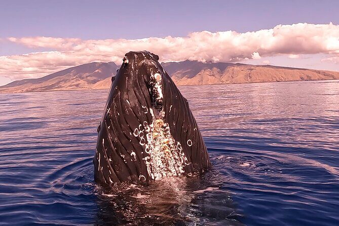 West Maui Sunset Whale Watch - Frequently Asked Questions