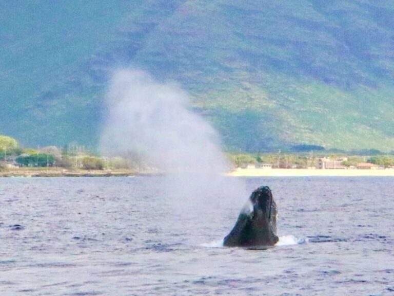 West O'ahu: Swim with Dolphins Catamaran Cruise - Value and Practicality