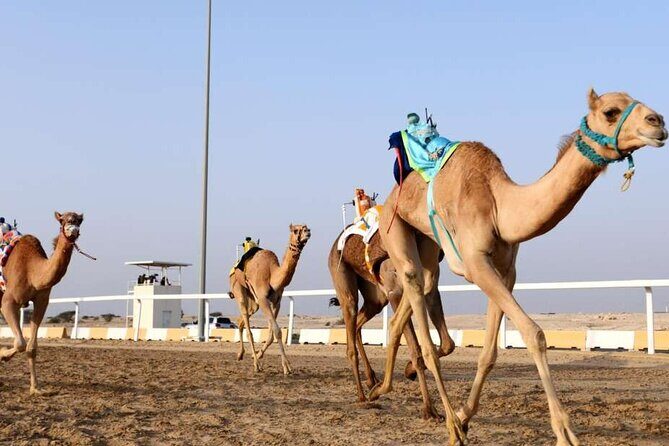 West Of Qatar, Mushroom Rocks, Camel Racing Track, Richard Serra - The Sum Up