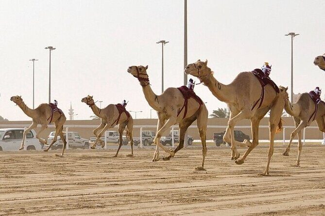 West Of Qatar Richard Serra sculpture, Mushroom Hills,Camel track - Why This Tour Works