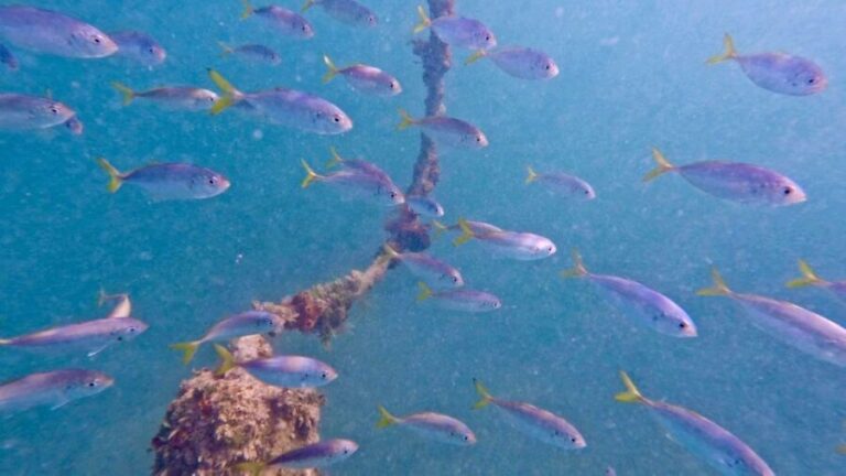 West Palm Beach: Beginner Jet Snorkel Tour with Videos - The Itinerary in Detail