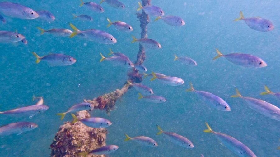 West Palm Beach: Beginner Jet Snorkel Tour with Videos - The Itinerary in Detail