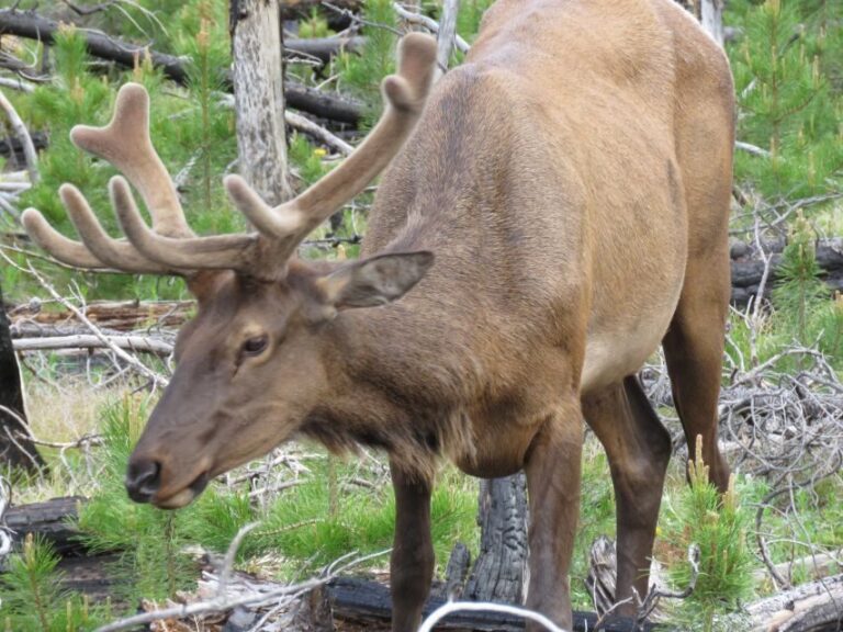 West Yellowstone: Yellowstone Day Tour Including Entry Fee - The Midpoint Picnic and Geothermal Areas